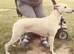 Whippet puppies expected October