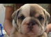 READY NOW ENGLISH BULLDOGS