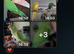 Indian Ringneck scammer