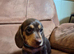 Miniature Dachshund boys