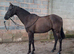 Handsome. gelding