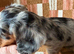 KC registered Miniature Long haired Dachshunds