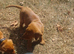 Labrador fox red