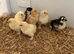 Pekin chicks