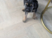Beautiful border terrier pups