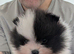 Kc registered Pomeranian Puppies
