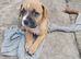 Red fox colour staffi puppies
