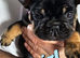 French bulldog s black tan and blue lilac