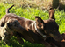 Dachshund male puppies