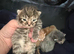 Beautiful tabby kittens for sale