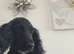 Beautiful outgoing cocker spaniel girl