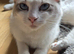 Purebred Ragdoll female cat