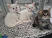 Male maine coon and kittens