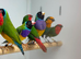 Goulding finch