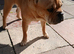 Looking to rehome our 3 year old frenchie pei bambi