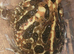 XL female cranwells horned frog