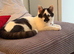 Female tortoise shell kitten