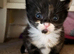 Kittens for sale