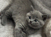 British Shorthair Kittens