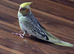 Young cockatiel