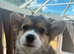 Cute corgi pups looking for forever homes