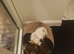 3 beautiful chihuahua puppie. 1 girl 2 boys