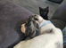 BRITISH LONGHAIR BLACK BOY FOR SALE