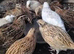 Japanese coturnix quail hatching eggs multi coloured