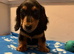 Long and short haired mini dachshund pups
