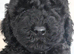 Mini poodle puppies