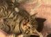 4 male kittens