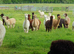 Delightful alpacas for sale