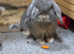 Mini lop buck