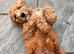 4 golden doodles left!