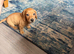 2 miniature dachshund boys