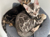 Bengal kittens for sale