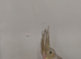 Young cockatiel.