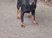 Female German rottweiler for sale