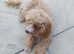 Female cockapoo