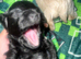 Puppies currently ready to leave mum in 2 weeks