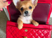 Chihuahua girl long haired puppy