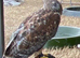 Stunning male ferrutail hawk