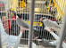 Java sparrow silver pair and standard pair