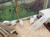 ** JUMBO WHITE QUAIL EGGS FOR SALE **