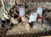 Jumbo Coturnix Japanese Quails