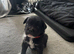 Beautiful French Bulldog × Cockapoo Puppies