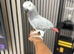 African Grey Forsale