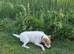 11 month old parson jack Russell