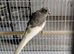 Female Kakarikis