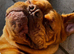 Stud wanted for my 4 year old dogue de bordeaux